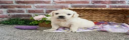 Golden Retriever dogs for sale: Tori - Ad 11