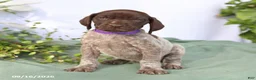 German Shorthaired Pointer dogs for sale: Mia  - Ad 5