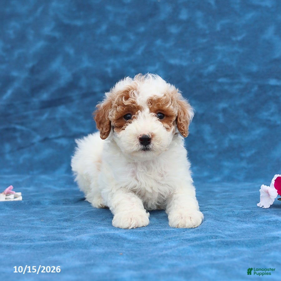 Mini Goldendoodle dogs Prince  - Ad 1