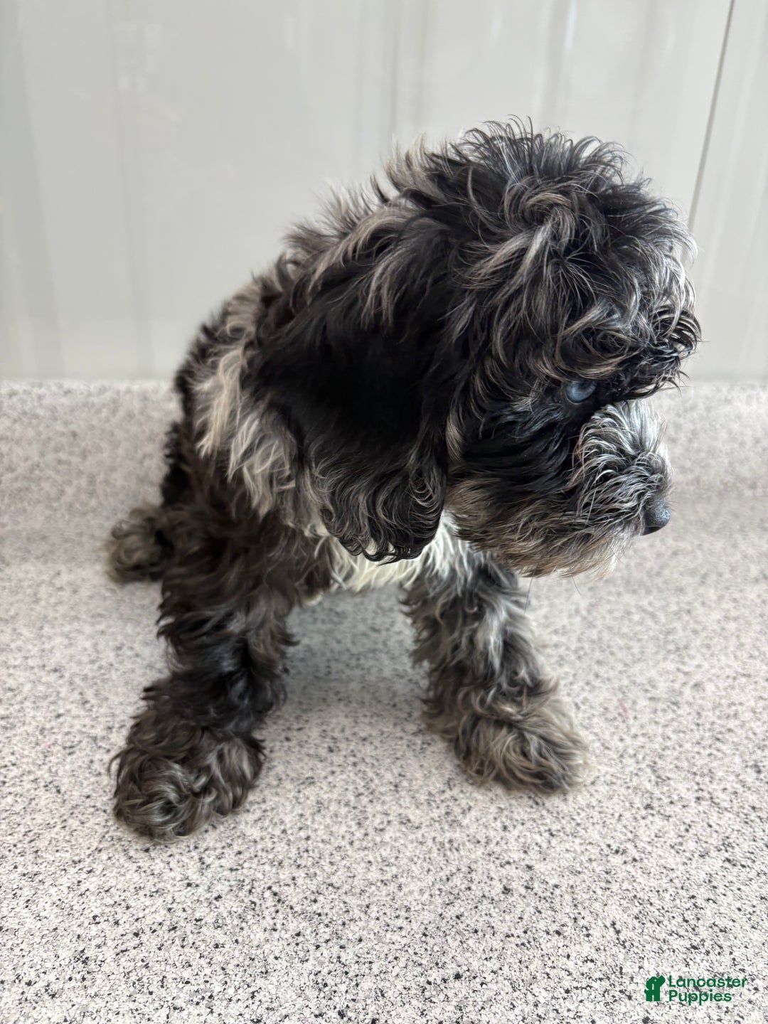 Miniature Poodle dogs for sale: Blue wave blue Merle  - Ad 2