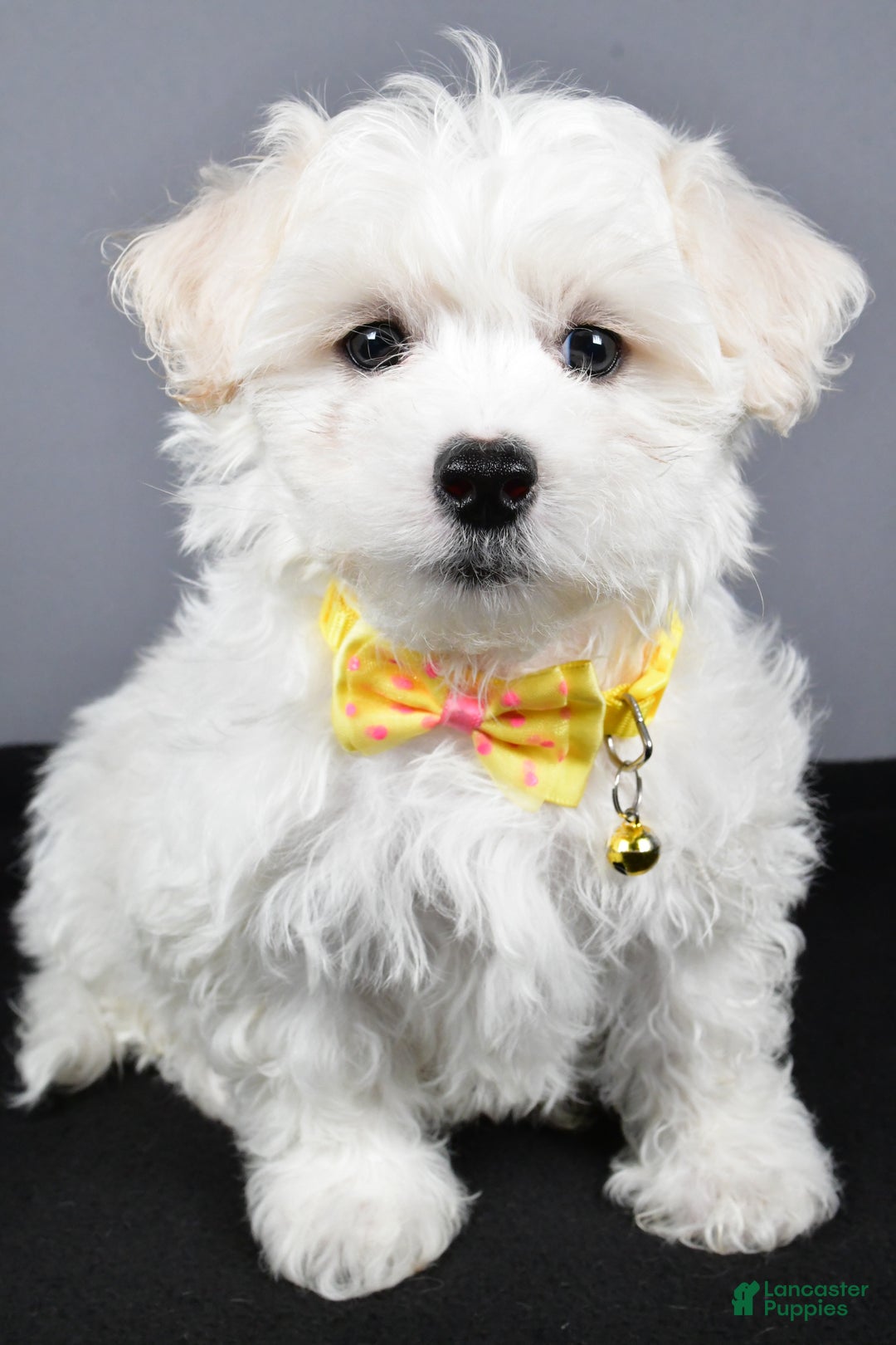 Maltipoo dogs for sale: Lennie - Ad 7