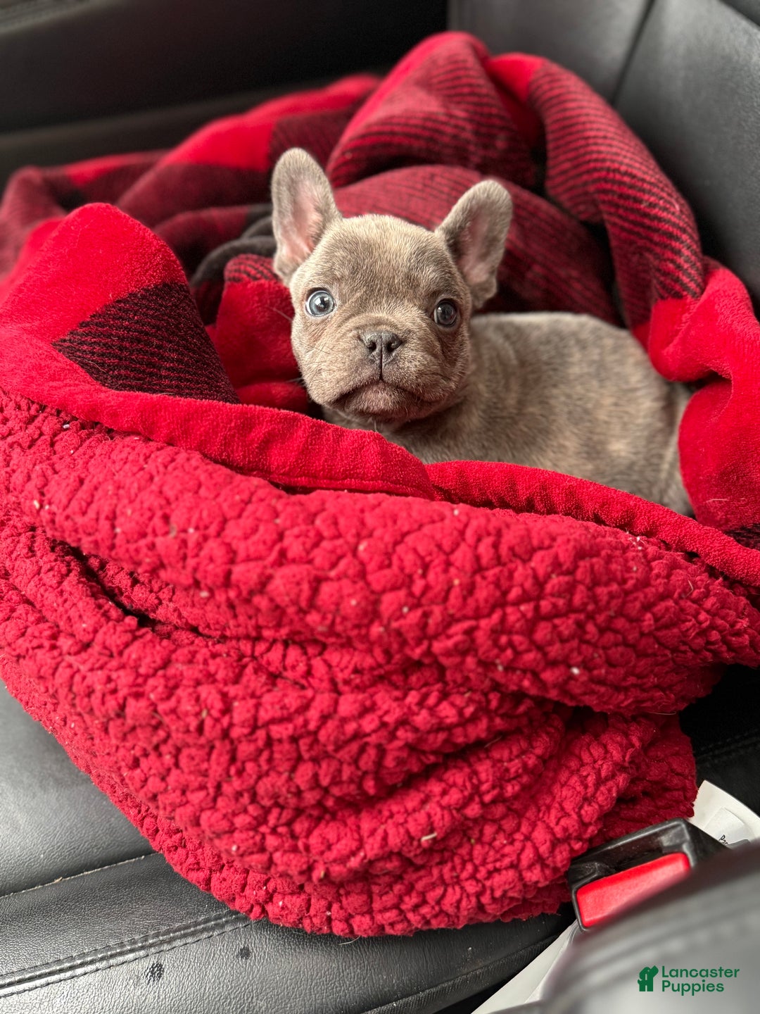 French Bulldog dogs for sale: French Bulldog Puppy 1 - Ad 6
