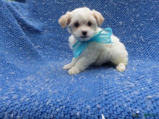 Maltipoo dogs Koda - Ad 14