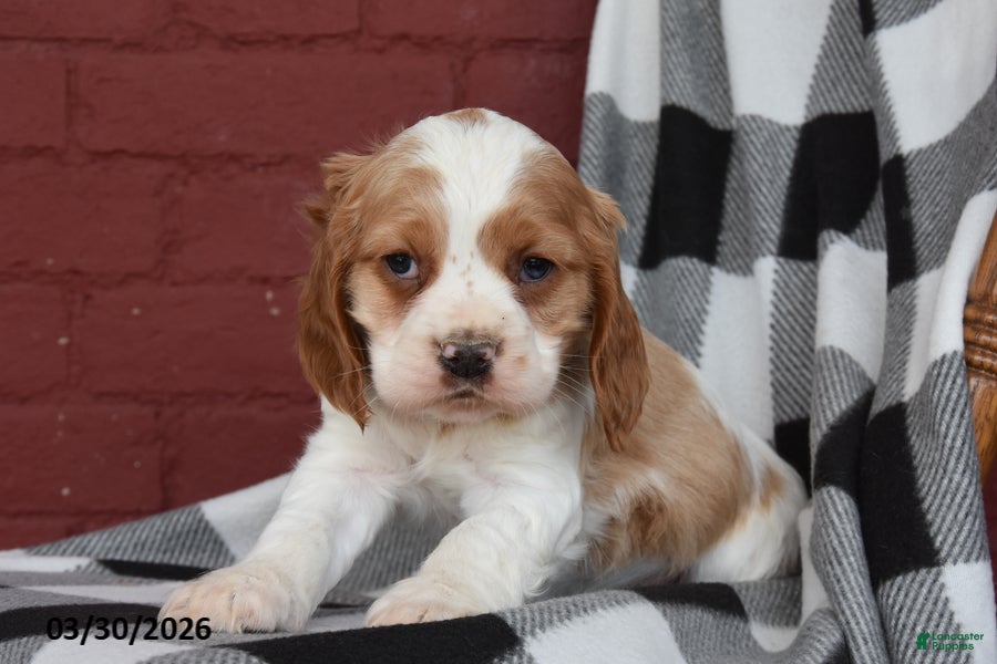 English Cocker Spaniel dogs Captain - Ad 1