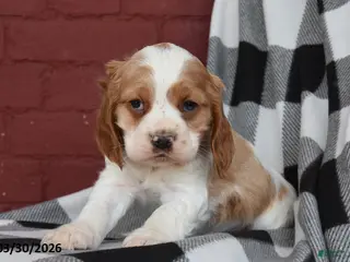 Cocker Spaniel dogs for sale: Captain - Ad 4
