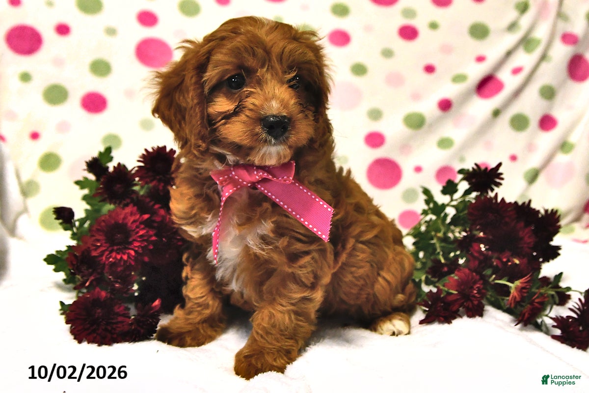 Cavapoo dogs Peaches - Ad 1