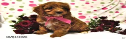 Cavapoo dogs for sale: Peaches - Ad 1