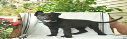 German Shepherd dogs for sale: Giselle  - Ad 4