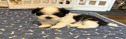 Shih Tzu dogs for sale: Baby Grogu - Ad 3
