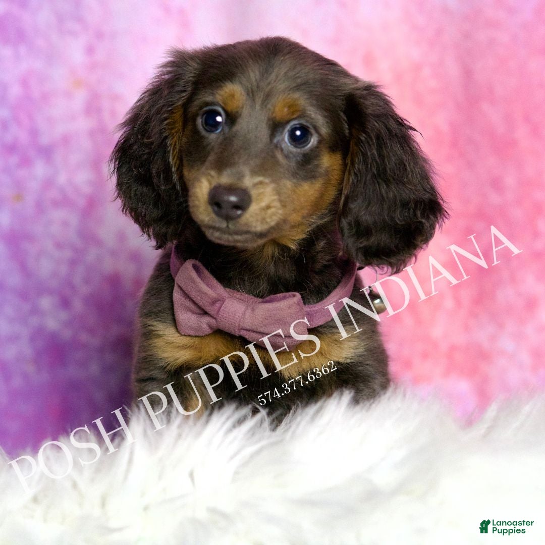 Miniature Dachshund dogs for sale: Eclipse - Ad 1