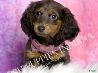 Miniature Dachshund dogs Eclipse - Ad 40