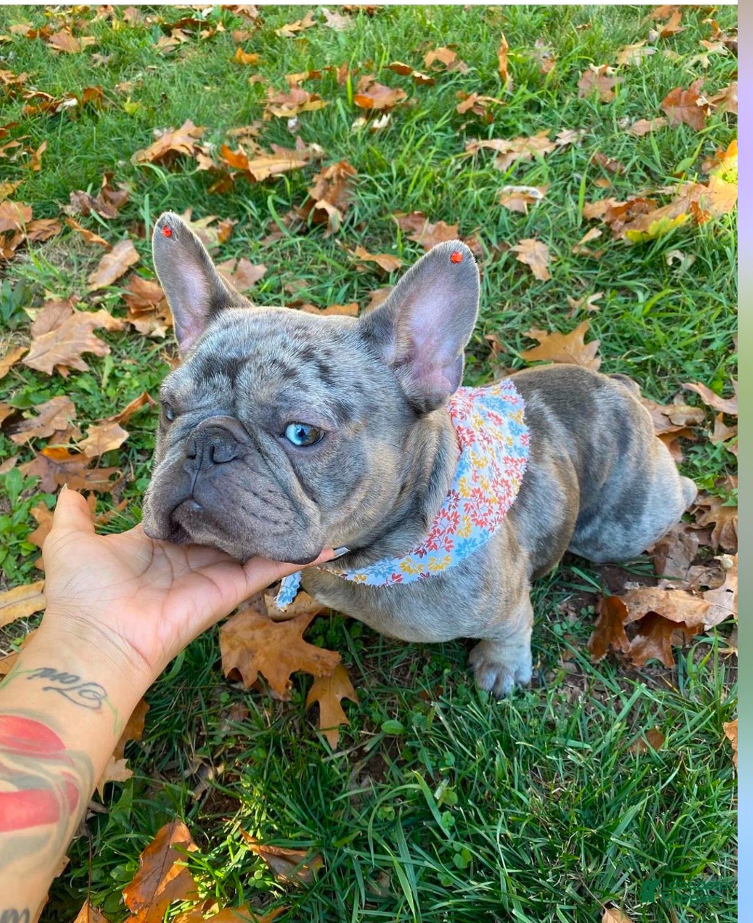French Bulldog dogs for sale: French Bulldog Puppy 2 - Ad 5