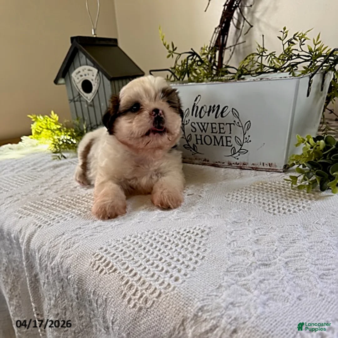 Shih Tzu dogs for sale: Jordan - Ad 3