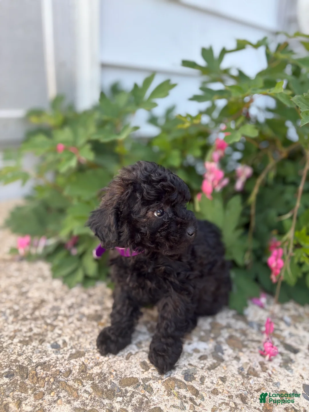 Toy Poodle dogs for sale: Raven - Ad 4