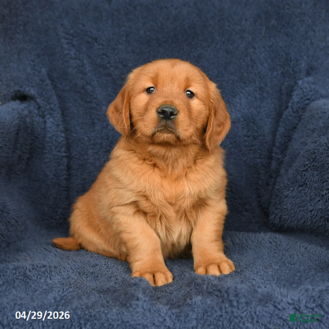 Golden Retriever dogs for sale: Rocky - Ad 1