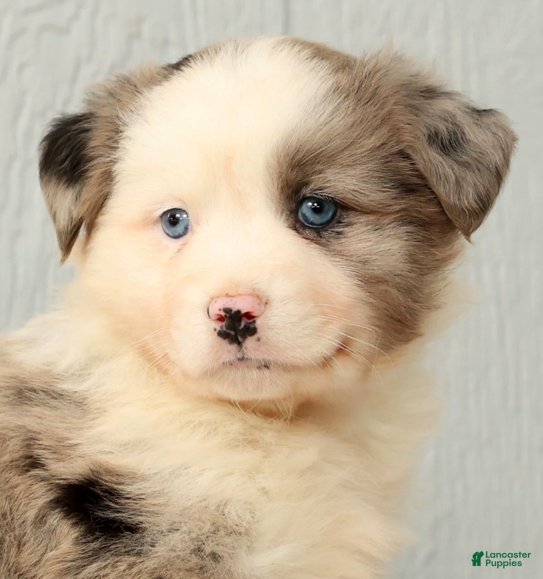 Australian Shepherd dogs for sale: Evie - Ad 9