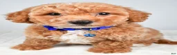 Bichpoo dogs for sale: Sierra - Ad 5