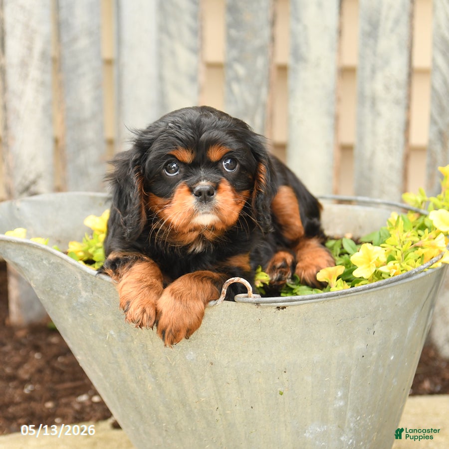 Cavalier King Charles Spaniel dogs Sugar - Ad 2