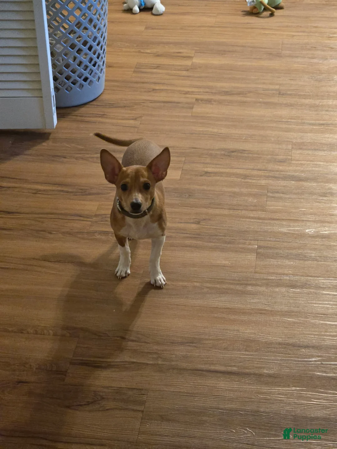 Pomchi dogs for sale: Ritchie - Ad 4