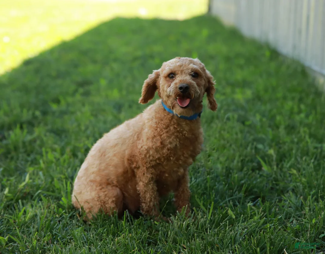 Miniature Labradoodle dogs for sale: Peaches - Ad 6