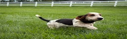 Basset Hound dogs for sale: Mabel - Ad 4
