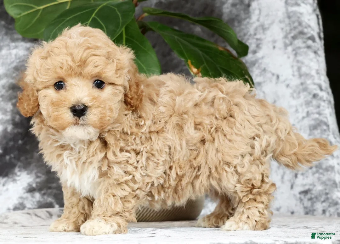 Havapoo dogs for sale: Doogie - Ad 1