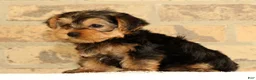 Yorkshire Terrier dogs for sale: Bo - Ad 9