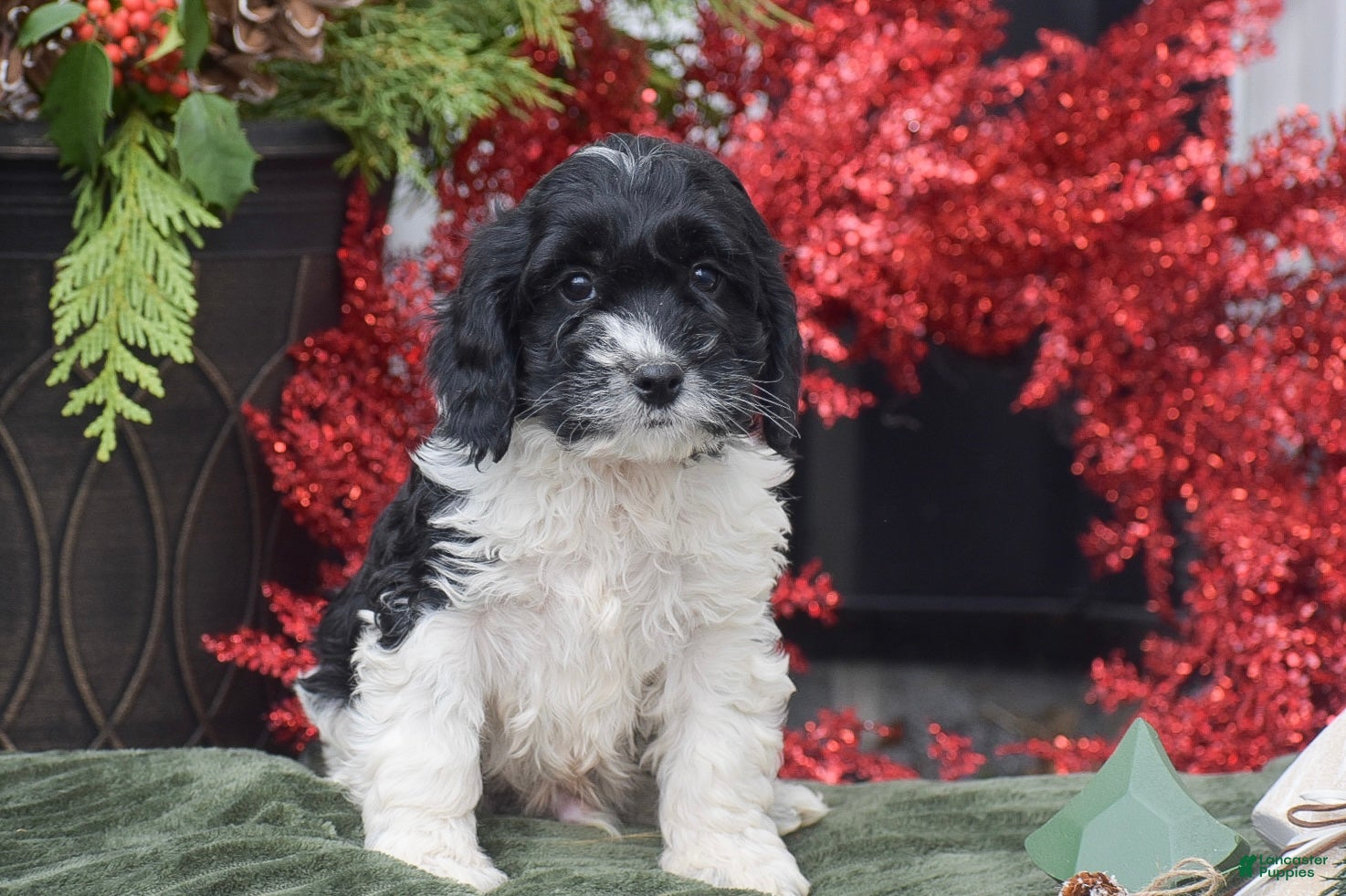 Cockapoo dogs Marlon - Ad 2