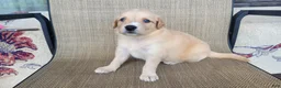 Australian Shepherd dogs for sale: Elsa - Ad 7