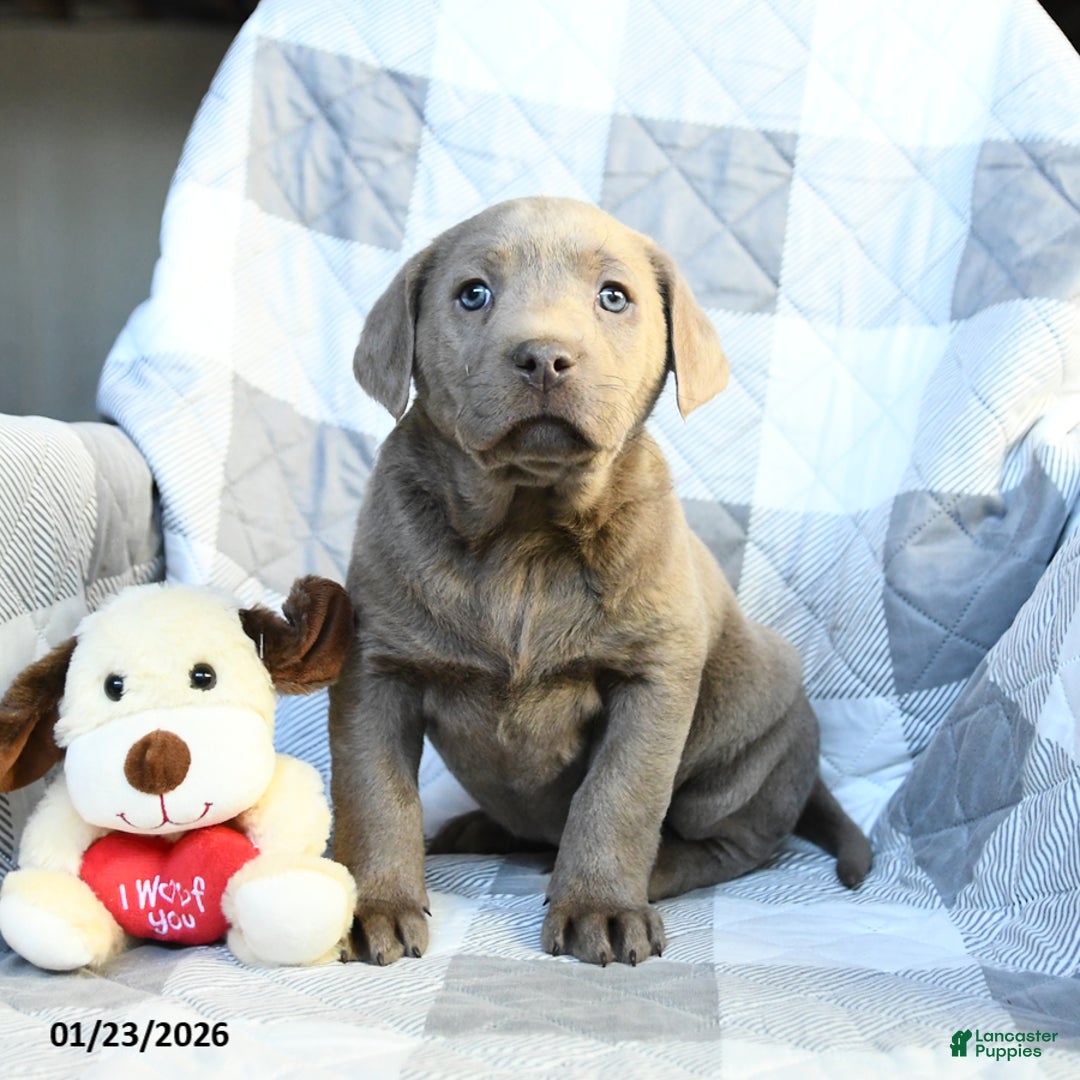 Labrador Retriever dogs for sale: Pluto - Ad 2