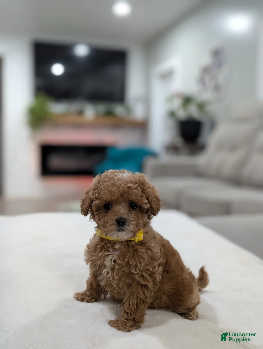 Shihpoo dogs for sale: Joy - Ad 1