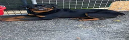 Rottweiler dogs for sale: Big Sob  - Ad 5