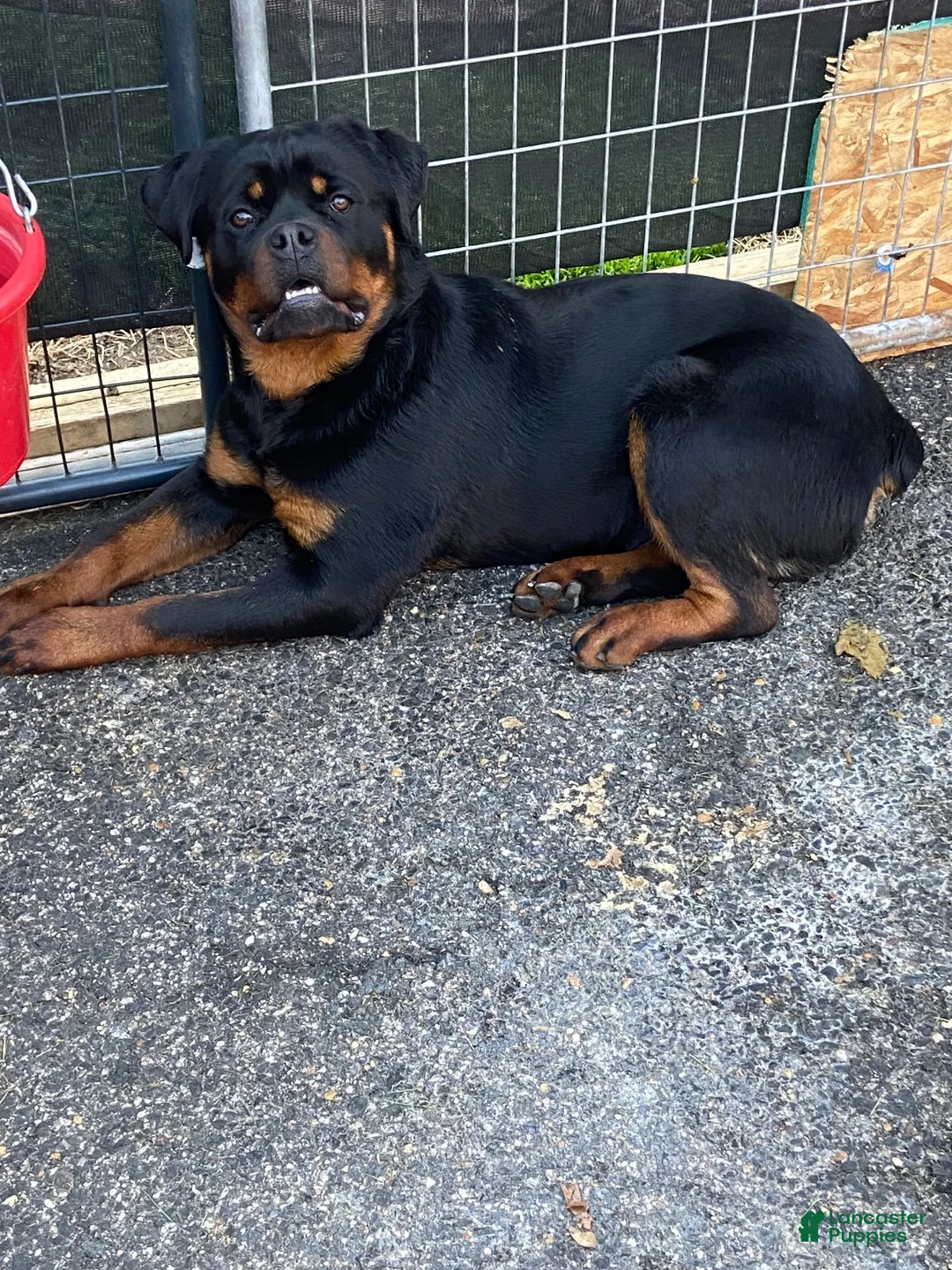 Rottweiler dogs for sale: Big Sob  - Ad 5