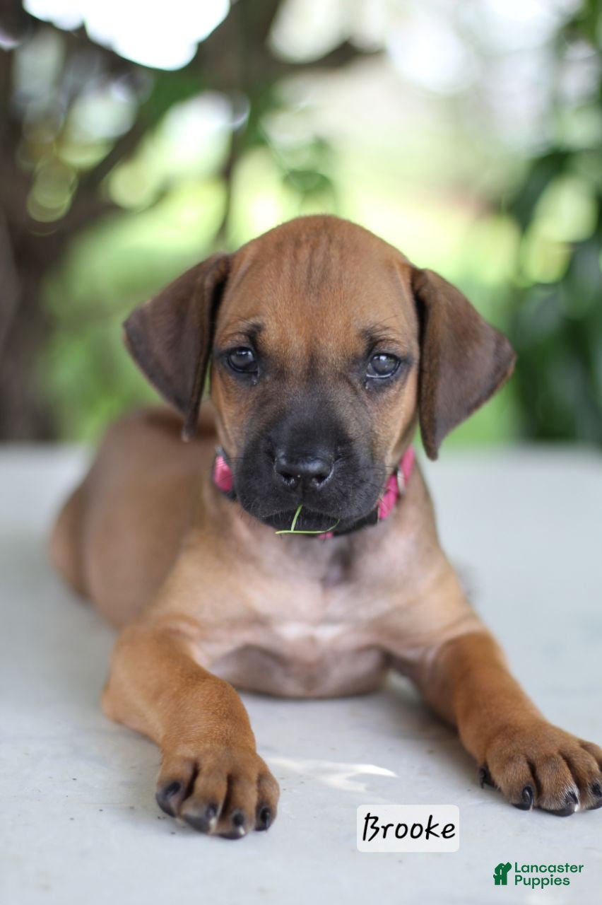 Rhodesian Ridgeback dogs Brooke - Ad 1