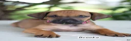 Rhodesian Ridgeback dogs for sale: Brooke - Ad 1