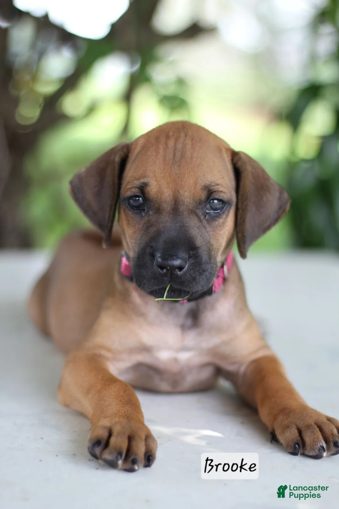 Rhodesian Ridgeback dogs for sale: Brooke - Ad 1