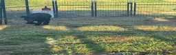 Giant Schnauzer dogs for sale: Giant Schnauzer 1 - Ad 4
