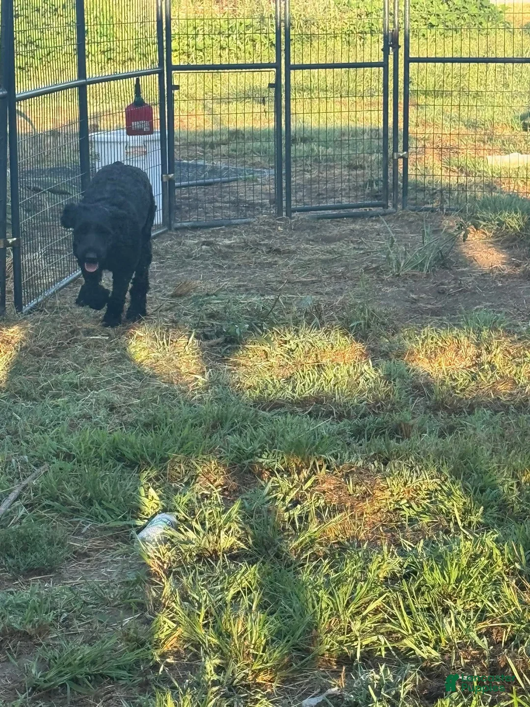 Giant Schnauzer dogs for sale: Giant Schnauzer 1 - Ad 4