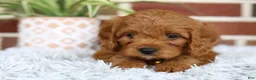 Cavapoo dogs for sale: Skye - Ad 4