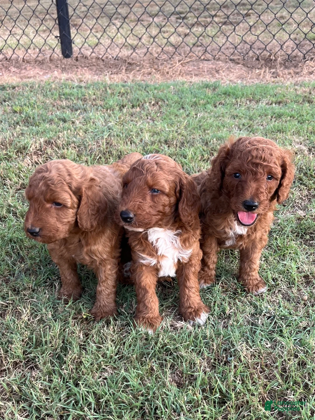 Goldendoodle dogs for sale: Robbie Medium-sized F1BB - Ad 9