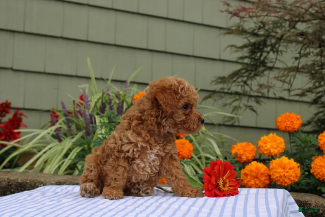Miniature Poodle dogs for sale: Henry - Ad 4