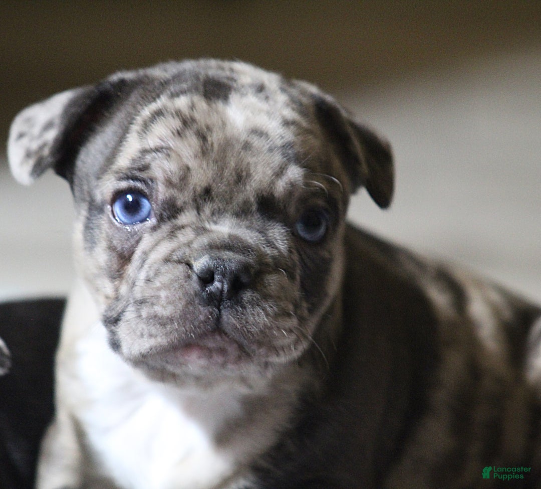 French Bulldog dogs for sale: Charlie  - Ad 3