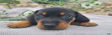 Kasper