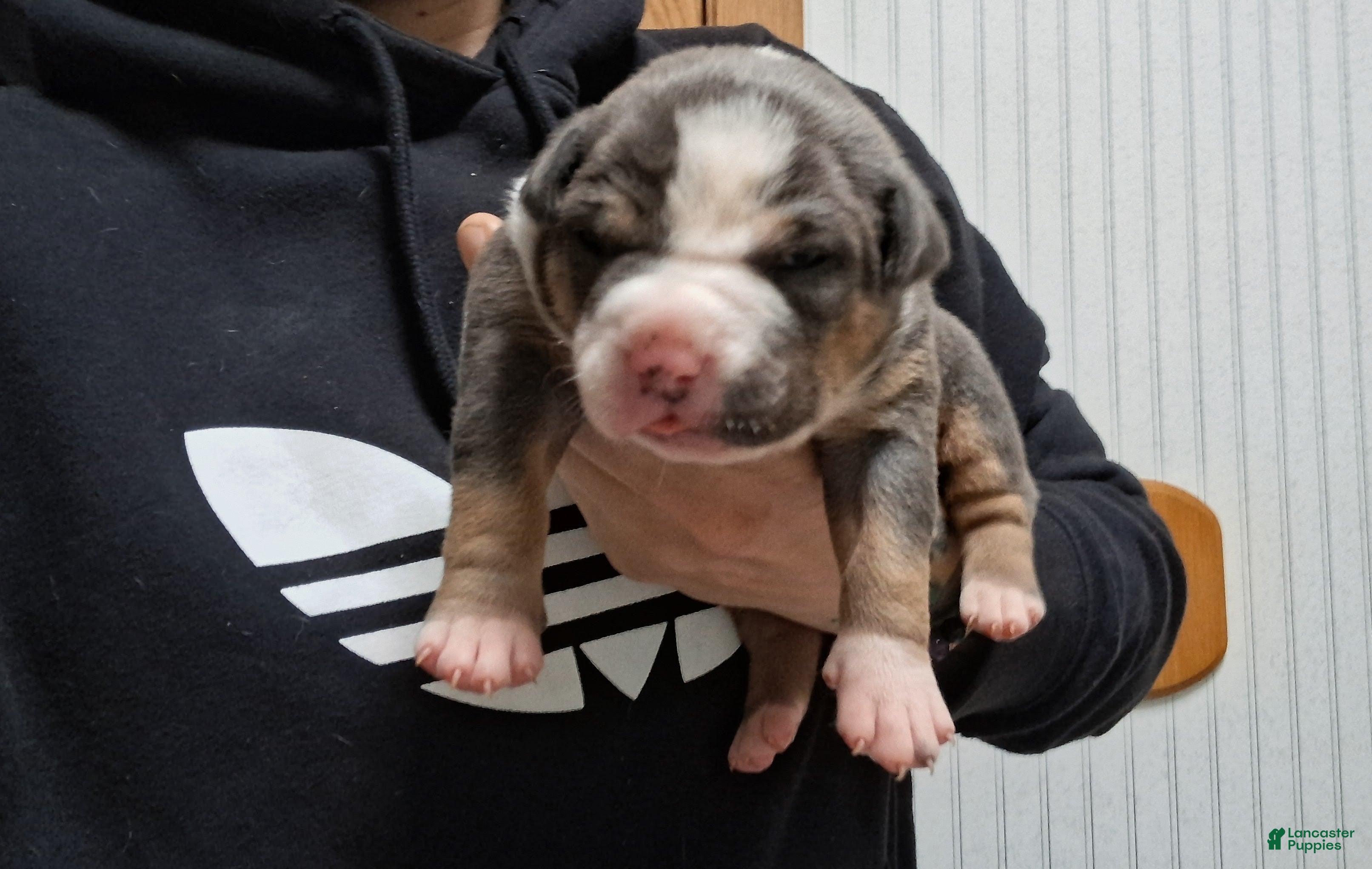 American Bully dogs American Bully Puppy 1 - Ad 1