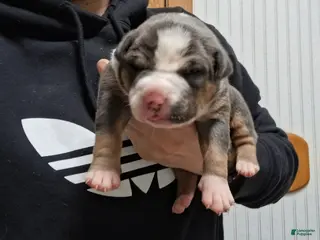 American Bully dogs for sale: American Bully Puppy 1 - Ad 3