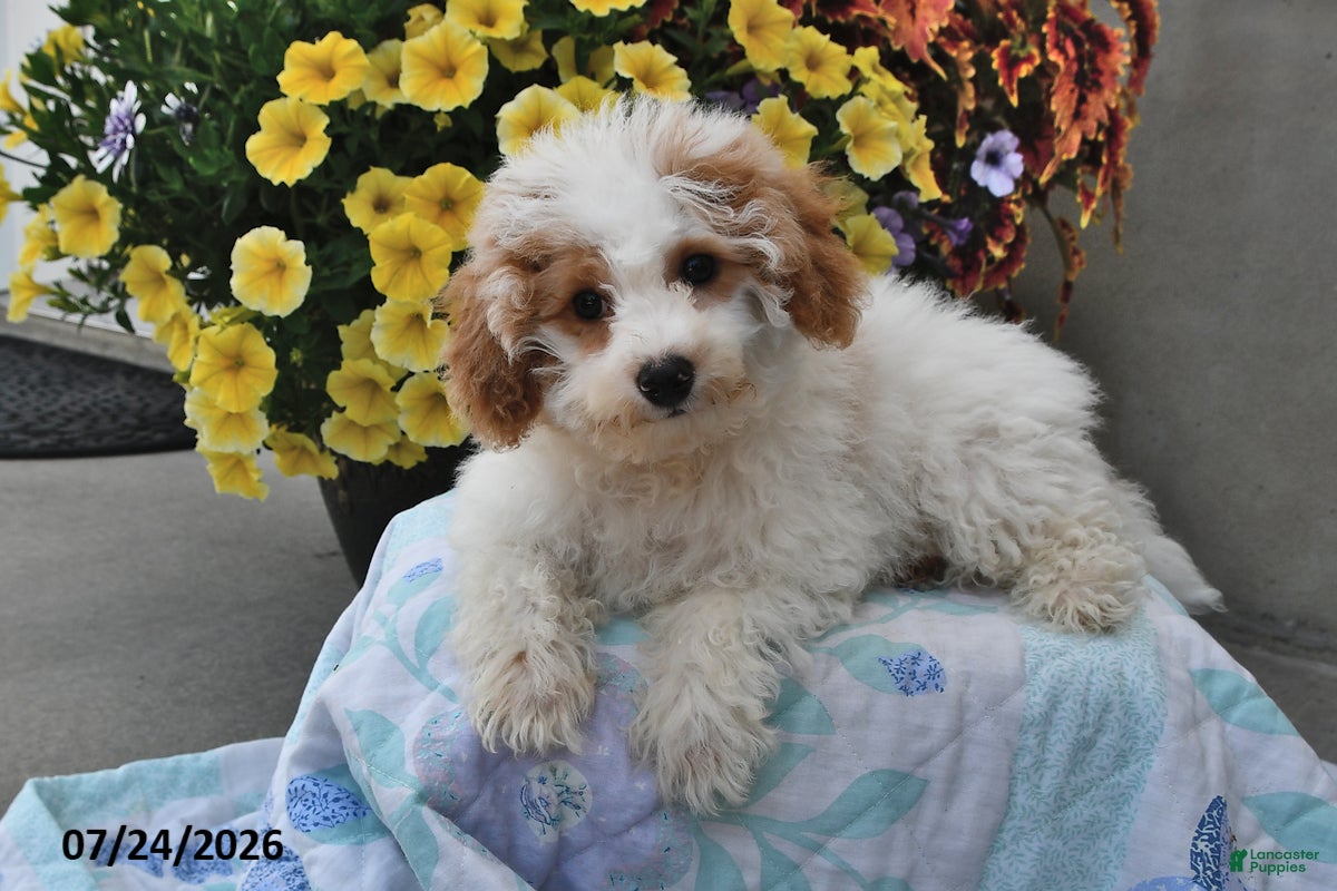 Miniature Poodle dogs Sugar - Ad 2