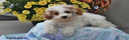 Miniature Poodle dogs for sale: Sugar - Ad 2