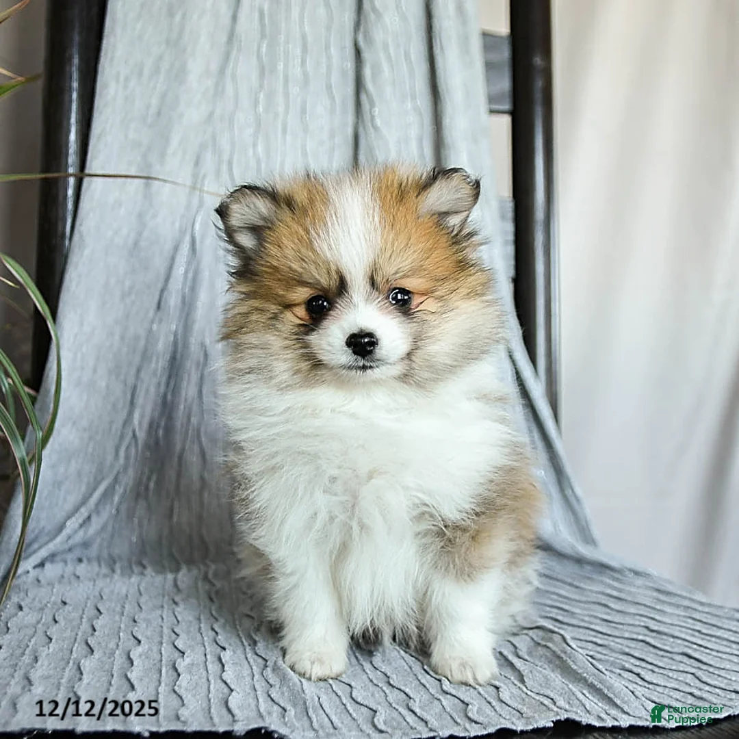 Pomeranian dogs for sale: Finn - Ad 3