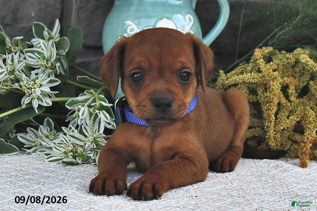 Mixed Breed dogs Tinker  - Ad 1