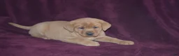Labrador Retriever dogs for sale: Labrador Retriever Puppy 1 - Ad 1